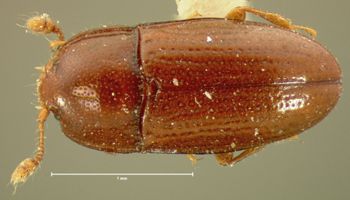 Media type: image;   Entomology 6827 Aspect: habitus dorsal view